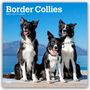 Browntrout Publishers: Border Collies 2026 - 16-Monatskalender, KAL