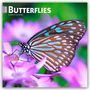 Browntrout Publishers: Butterflies - Schmetterlinge 2026 - 16-Monatskalender, KAL