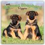 Browntrout Publishers: German Shepherd Puppies - Deutsche Schäferhund Welpen 2026 - 16-Monatskalender, KAL
