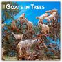 Browntrout Publishers: Goats in Trees - Ziegen in Bäumen 2026 - 16-Monatskalender, KAL