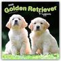 Browntrout Publishers: Golden Retriever Puppies - Golden Retriever Welpen 2026 - 16-Monatskalender, KAL