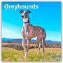 Browntrout Publishers: Greyhounds - Windhunde 2026 - 16-Monatskalender, KAL