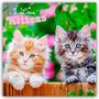 Browntrout Publishers: I Love Kittens - Ich liebe Katzenbabys 2026 - 16-Monatskalender, KAL