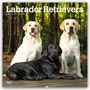 Browntrout Publishers: Labrador Retrievers - Labrador Retriever 2026 - 16-Monatskalender, KAL