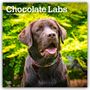 Browntrout Publishers: Chocolate Labrador Retriever - Brauner Labrador Retriever 2026 - 16-Monatskalender, KAL