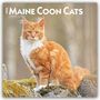 Browntrout Publishers: Maine Coon Cats - Maine Coon Katzen 2026 - 16-Monatskalender, KAL