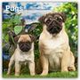 Browntrout Publishers: Pugs - Mops 2026 - 16-Monatskalender, KAL