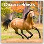 Browntrout Publishers: Quarter Horses - Quarter Horse 2026 - 16-Monatskalender, KAL