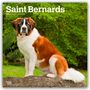 Browntrout Publishers: Saint Bernards - Bernhardiner 2026 - 16-Monatskalender, KAL