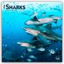 Browntrout Publishers: Sharks - Haie 2026 - 16-Monatskalender, KAL