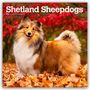 Browntrout Publishers: Shetland Sheepdogs - Shetland Sheepdog - Sheltie 2026 - 16-Monatskalender, KAL