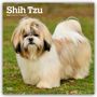 Browntrout Publishers: Shih Tzu 2026 - 16-Monatskalender, KAL