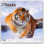Browntrout Publishers: Tigers - Tiger 2026 - 16-Monatskalender, KAL