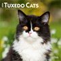 Browntrout Publishers: Tuxedo Cats - Tuxedo Katzen 2026 - 16-Monatskalender, KAL