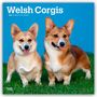 Browntrout Publishers: Welsh Corgis - Welsh Corgi 2026 - 16-Monatskalender, KAL