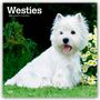 Browntrout Publishers: West Highland White Terriers - Westhighland White Terrier - Westies 2026 - 16-Monatskalender, KAL