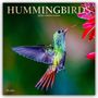 Browntrout Publishers: Hummingbirds - Kolibris 2026 - 16-Monatskalender, KAL