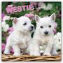 Text: "2027 WESTIE Puppies" und "16-MONTH CALENDAR". Zwei weiße Westie-Welpen vor pinken und weißen Blumen.