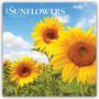 Browntrout Publishers: Sunflowers - Sonnenblumen 2027 - 16-Monatskalender, KAL
