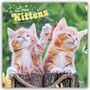 Browntrout Publishers: I Love Kittens - Ich liebe Katzenbabys 2027 - 16-Monatskalender, KAL