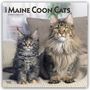 Browntrout Publishers: Maine Coon Cats - Maine Coon Katzen 2027 - 16-Monatskalender, KAL