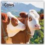 Browntrout Publishers: Cows - Kühe 2027 - 16-Monatskalender, KAL