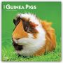 Browntrout Publishers: Guinea Pigs - Meerschweinschen 2027 - 16-Monatskalender, KAL