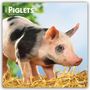 Browntrout Publishers: Piglets - Ferkel 2027 - 16-Monatskalender, KAL