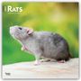 2027 RATS 16-Month Calendar; Bild einer Ratte vor verschwommenem, grün-gelbem Hintergrund.