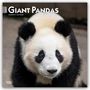 Browntrout Publishers: Giant Pandas - Großer Panda - Pandabären 2027 - 16-Monatskalender, KAL