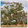 Browntrout Publishers: Goats in Trees - Ziegen in Bäumen 2027 - 16-Monatskalender, KAL