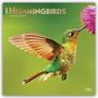 "2027 Hummingbirds" und "16-Month Calendar" sind die Textinfos. Ein Kolibri trinkt Nektar von einer rosa Blüte.