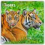 Browntrout Publishers: Tigers - Tiger 2027 - 16-Monatskalender, KAL