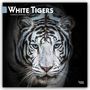 Browntrout Publishers: White Tigers - Weiße Tiger 2027 - 16-Monatskalender, KAL