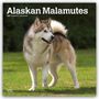 "Alaskan Malamutes 2027 16-Month Calendar" mit einem Hund im Vordergrund auf grünem Gras.