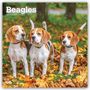 Der Text lautet: "Beagles 2027 16-Month Calendar". Drei Beagles stehen im Herbstlaub.