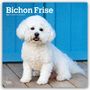 Browntrout Publishers: Bichon Frisé 2027 - 16-Monatskalender, KAL