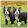 „2027 Boston Terrier Puppies, 16-Month Calendar“. Zwei niedliche Boston Terrier Welpen auf grünem Gras.