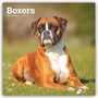 "Boxers 2027 16-Month Calendar" steht oben. Ein Boxerhund liegt auf grünem Gras und schaut aufmerksam in die Ferne.