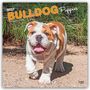 2027 Bulldog Puppies. 16-Month Calendar. Ein fröhlicher Bulldoggenwelpe läuft auf einem sandigen Weg vor grünen Sträuchern.