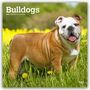 Browntrout Publishers: Bulldogs - Bulldogge 2027 - 16-Monatskalender, KAL