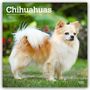 "Chihuahuas 2027 16-Month Calendar". Ein kleiner, flauschiger Chihuahua steht auf grünem Gras.