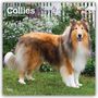 Text: "Collies 2024 16-Month Calendar." Ein Collie steht auf einer Wiese vor einem mit Blumen verzierten weißen Zaun.