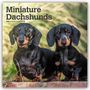 Text: "Miniature Dachshunds 2027 16-Month Calendar." Zwei schwarz-braune Dackel vor unscharfem Gras.
