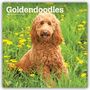 Text: "Goldendoodles 2027 16-Month Calendar." Ein flauschiger Goldendoodle sitzt auf einer Wiese voller gelber Blumen.