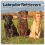 Texte: "Labrador Retrievers", "2027 16-MONTH CALENDAR". Drei Labradore sitzen nebeneinander auf einer Wiese, Herbsthintergrund.