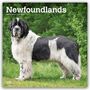 Text: "Newfoundlands 2027 16-Month Calendar". 
Ein schwarz-weißer Neufundländer steht auf Gras, grüne Blätter im Hintergrund.