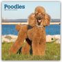 Text: "Poodles 2027 16-MONTH CALENDAR". Ein Pudel steht auf Gras vor einem Gewässer.