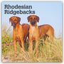 „Rhodesian Ridgebacks“ steht über zwei Hunden in einer Wiese mit blühenden Pflanzen. Unten steht „2027 16-MONTH CALENDAR“.