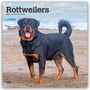 Browntrout Publishers: Rottweilers - Rottweiler 2027 - 16-Monatskalender, KAL